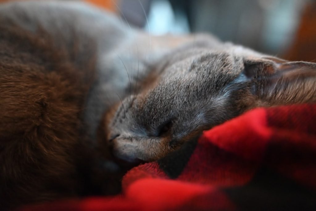 My amazing cat cuddling with me!