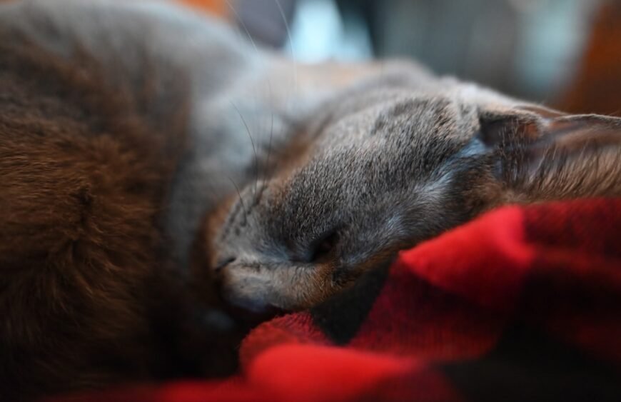 My amazing cat cuddling with me!