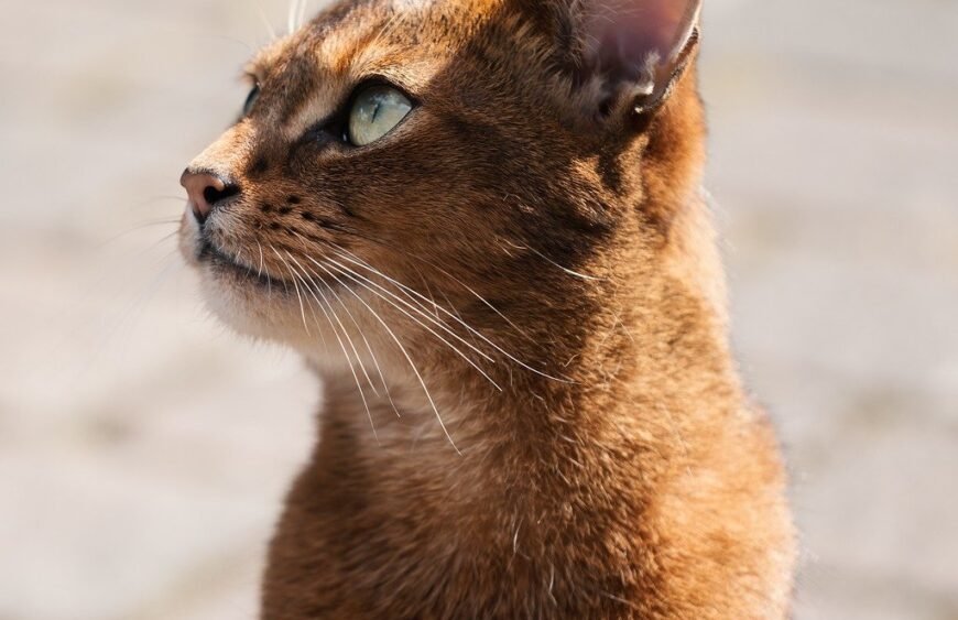 cat, abyssinian, elegant, animal, smooth, curious, active, lively, intelligent, social, affectionate, spirited, playful, agile, attentive, pet, friendly, short-haired, warm hearted, loyal to, charming, energetic, vigilant, noble