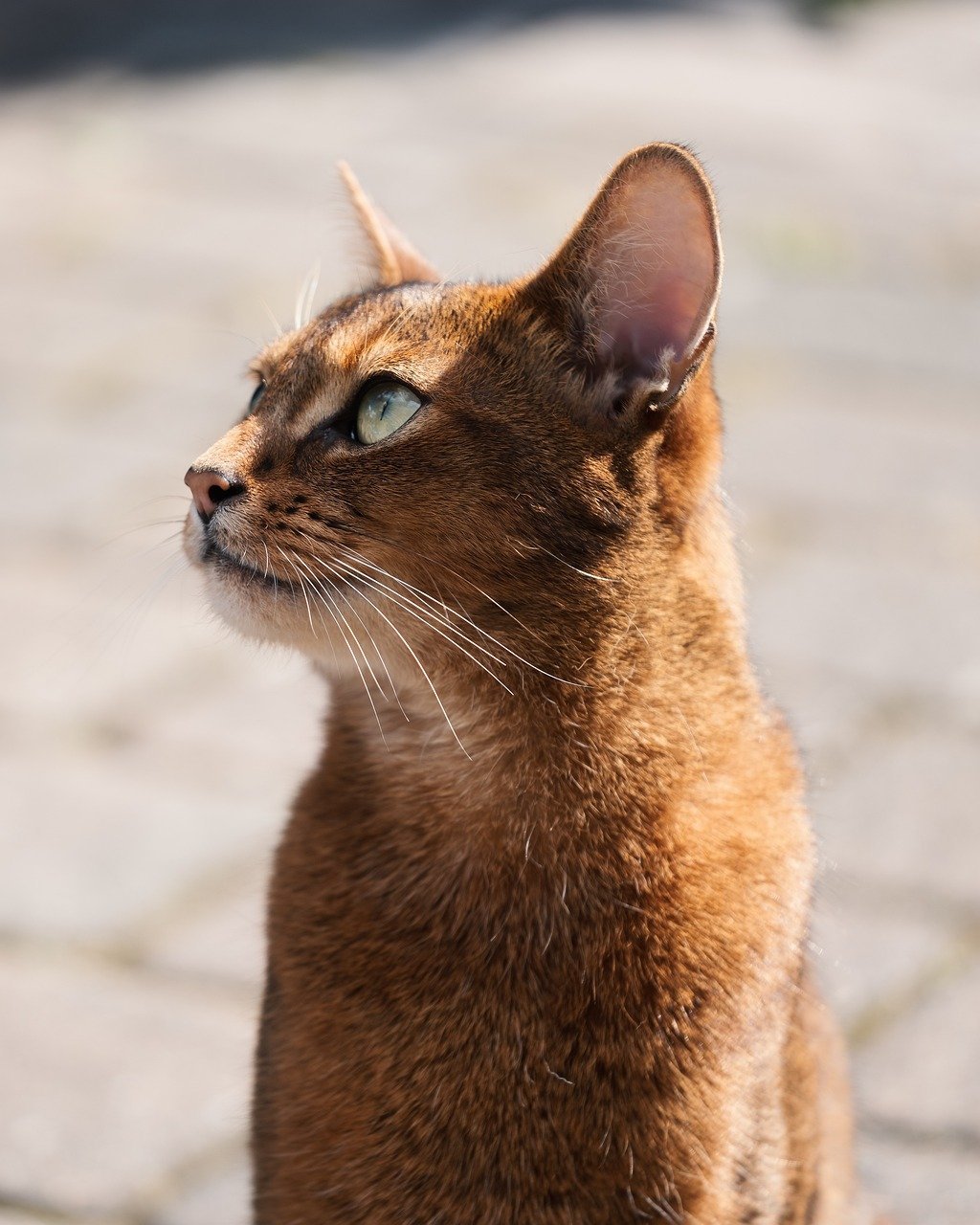 cat, abyssinian, elegant, animal, smooth, curious, active, lively, intelligent, social, affectionate, spirited, playful, agile, attentive, pet, friendly, short-haired, warm hearted, loyal to, charming, energetic, vigilant, noble