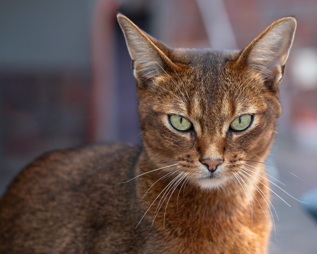 cat, elegant, smooth, curious, active, lively, intelligent, social, affectionate, spirited, playful, agile, pet, attentive, friendly, short-haired, warm hearted, loyal to, charming, energetic, vigilant, animal, noble, abyssinian