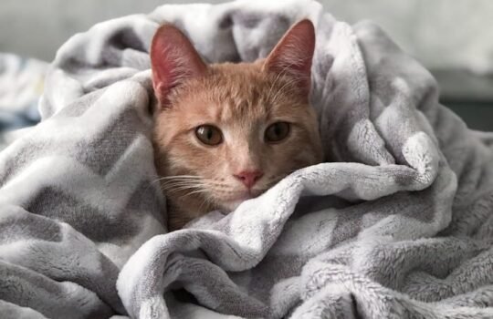 A cute tabby cat snuggled in a plush blanket, exuding warmth and comfort.